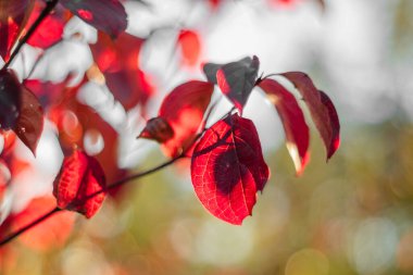 Bahçede güzel kırmızı sonbahar yaprakları olan dekoratif ağaçlar bulanık arka planda..