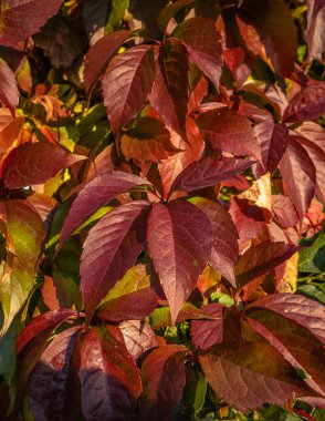 Sonbahar mevsiminde genç üzümlerin parlak kırmızı yaprakları.