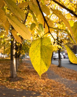 Parlak sarı sonbahar yaprakları şehir parkında.