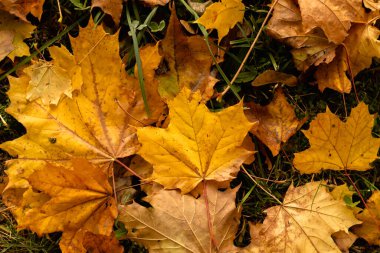 Bir şehir parkında düşen kuru sarı akçaağaç yaprakları..