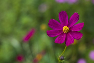 Yumuşak pembe kozmos çiçekleri yeşil bir bahçe ortamında çiçek açarak mevsimsel çiçeklerin gelişimi için canlı ama yatıştırıcı bir manzara sunar. Boşluğu kopyala.