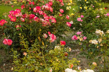 Zarif renkli güller bahçede güzel çiçek açar. Çiçek, sağlık ve yaşam tarzı için idealdir..
