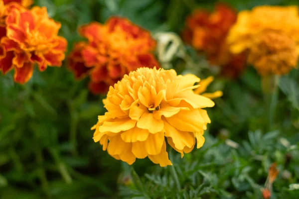 Sıcak turuncu ve sarı tonlarda açan kadife çiçekleri huzurlu bir bahçe düzenine neşe katar..