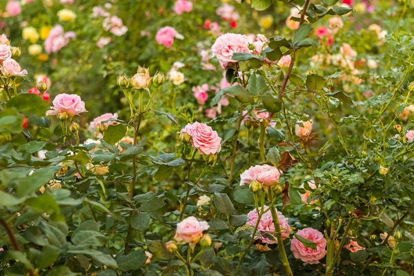 Narin pembe güller bahçede güzel çiçek açar. Çiçek, sağlık ve yaşam tarzı için ideal..