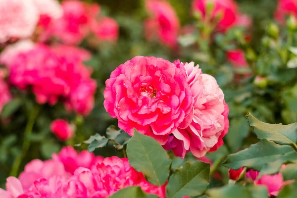 Pembe güller bir bahçe alanını yumuşak renklerle, doğal güzelliklerle ve mevsimsel cazibeyle doldurur..