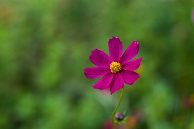 Pembe kozmos çiçekleri taze yeşil bir bahçede hafif esintide hareket ederek doğal zarafetin huzurlu bir anını yakalıyorlar. Boşluğu kopyala.