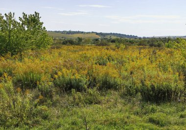 Geniş gökyüzünün altında yemyeşil çimenler ve parlak sarı çiçeklerle dolu yaz tarlaları taze doğayı ve huzurlu kırsal manzarayı yakalıyor..