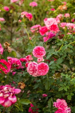 Yeşil çiçeklerle çevrili pembe güller dingin ve canlı bir bahçe atmosferi yaratır..