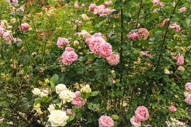 Taze yeşilliklerin arasında açan narin pembe güller yumuşak ışık ve canlı çiçek tonlarıyla huzurlu ve romantik bir bahçe atmosferini canlandırıyor..