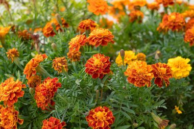 Turuncu sarı kadife çiçekleriyle dolu yeşil bir bahçe parlak ve rahatlatıcı bir açık hava yaratır..