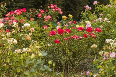 Yeşil bir bahçede canlı gül çiçekleri taze ve canlandırıcı bir açık hava sağlar..
