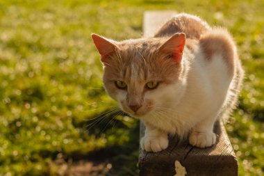 Beyaz turuncu bir kedi ahşap bir bankta oturur ve ileriye bakar. Bulanık bir arkaplanda bankta bir kedi.
