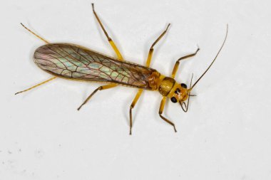 Perlidae familyasının taşsineği.