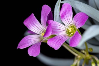 Oxalis cinsinin Pembe Sorrel 'i.