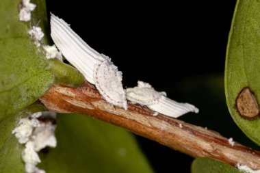 Superfamily Coccoidea Böceklerini Ölçekle