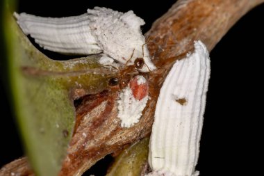 Superfamily Coccoidea Böceklerini Ölçekle