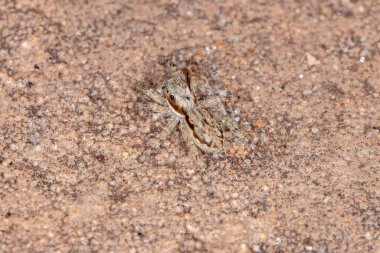 Gri Duvar Atlayan Örümcek türü Menemerus bivittatus