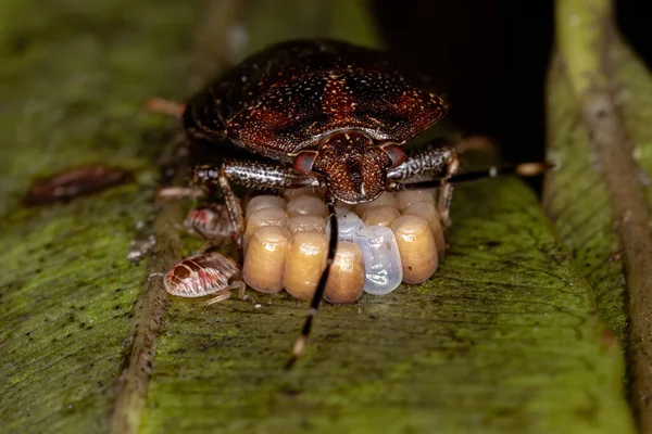 Punaise Puante Genre Antiteuchus Protégeant Les Œufs Avec Accent Sélectif — Photo