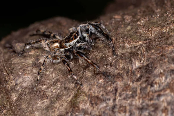 Salto Della Parete Grigia Spider Della Specie Menemerus Bivittatus — Foto Stock