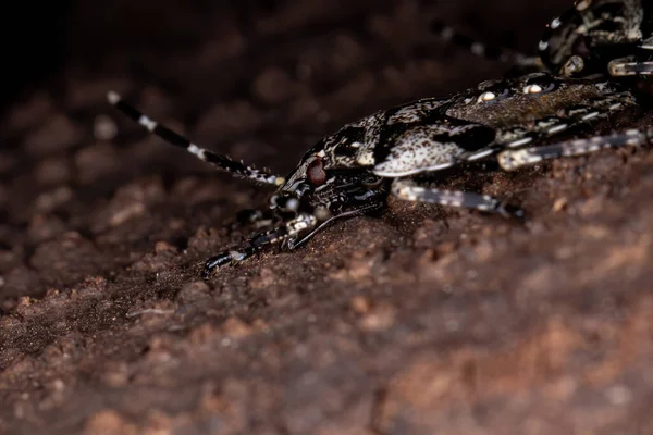 Stink Bug Genus Antiteuchus Selective Focus — Stock Photo, Image