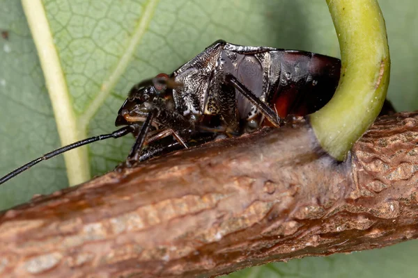 Bug Puant Genre Antiteuchus Avec Une Concentration Sélective — Photo
