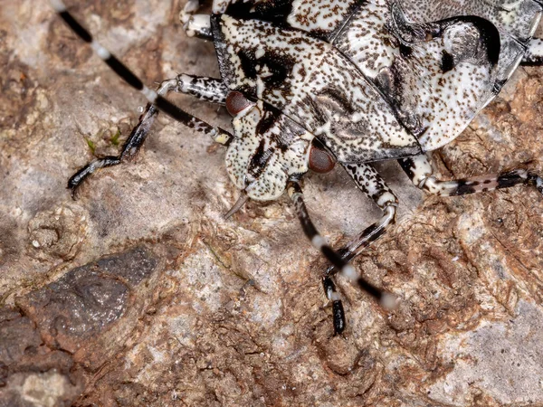 Hedor Insecto Del Género Antiteuchus Con Enfoque Selectivo — Foto de Stock