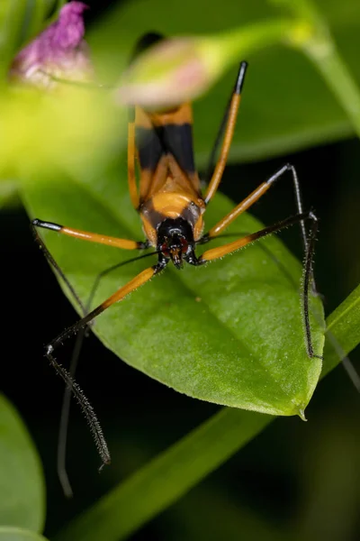 Assassino Bug Espécie Zelus Vespiformis — Fotografia de Stock