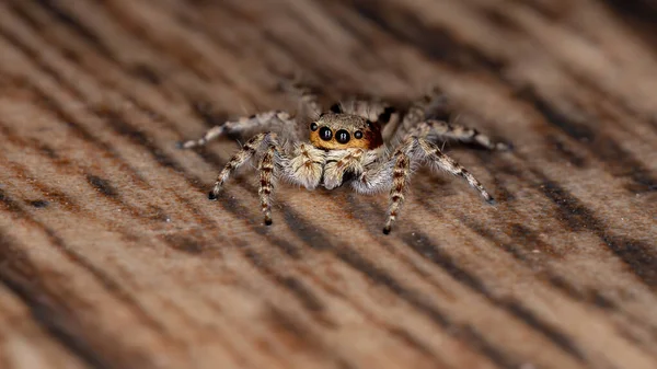 灰墙跳跃蜘蛛的物种 万寿菊 — 图库照片