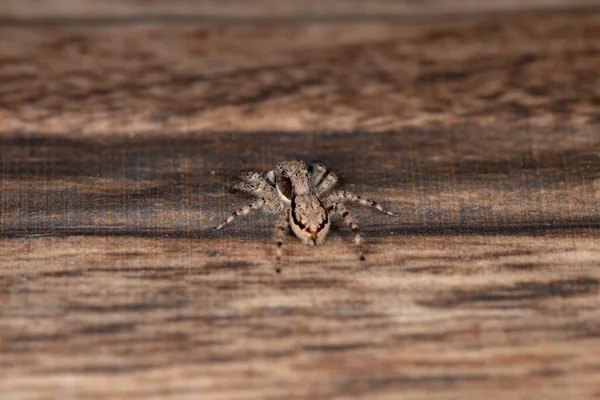 Gray Wall Jumping Spider Van Soort Menemerus Bivittatus — Stockfoto