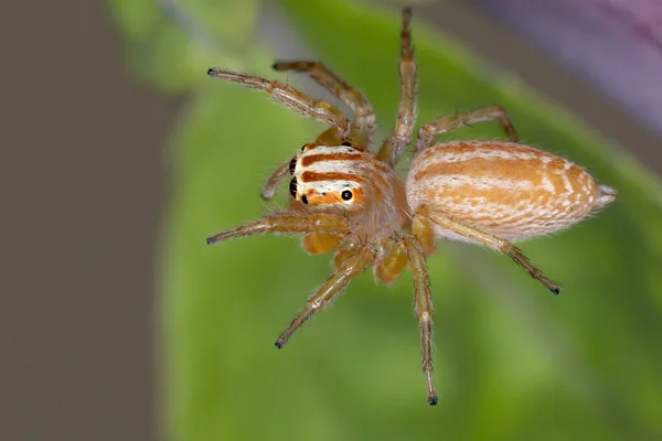 Aranha Saltitante Gênero Chira — Fotografia de Stock