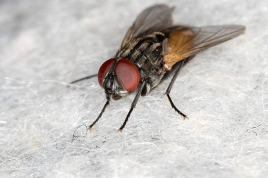 Musca domestica türünün Sineği