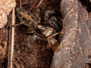 Pleksippus paykulli türünün pantropik zıplayan örümceği.