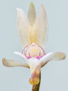 Keşiş Orkidesi Oeceoclades maculata