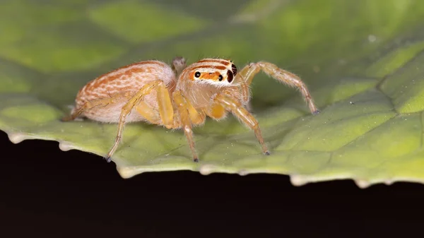 Aranha Saltitante Gênero Chira — Fotografia de Stock