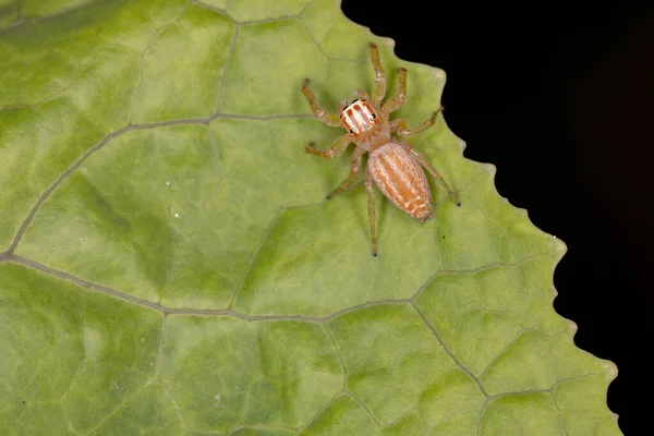 Springen Spin Van Genus Chira — Stockfoto