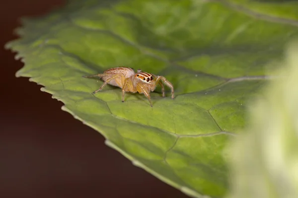 Πηδώντας Αράχνη Του Genus Chira — Φωτογραφία Αρχείου