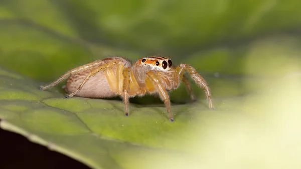 Hoppande Spindel Släktet Chira — Stockfoto