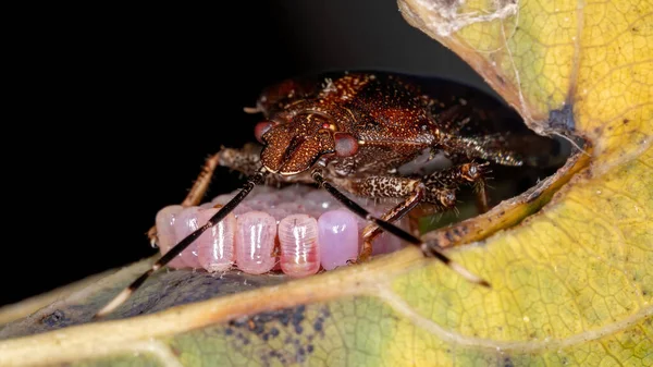 Stinkwants Van Het Geslacht Antiteuchus — Stockfoto