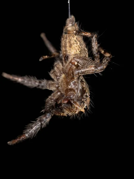 Пантропічний Стрибки Павук Виду Plexippus Paykulli — стокове фото