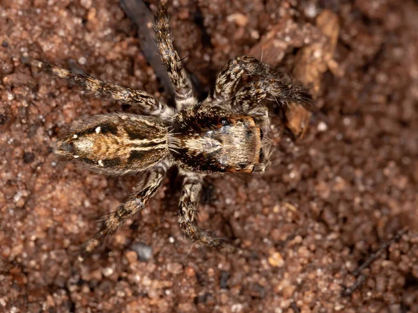 Aranha Salto Pantropical Espécie Plexippus Paykulli — Fotografia de Stock