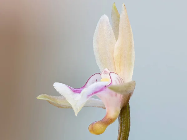 Orquídea Monge Espécie Oeceoclades Maculata — Fotografia de Stock