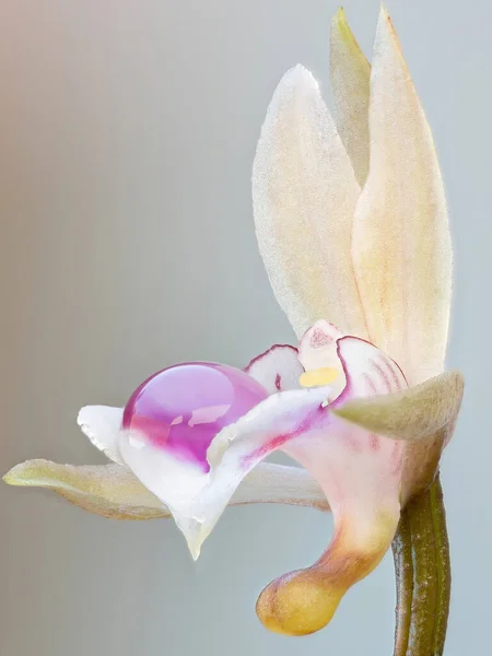 Orquídea Monje Especie Oeceoclades Maculata —  Fotos de Stock