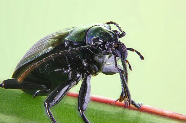 Bodenkäfer Der Familie Carabidae Mit Schwerpunkt Stapeln — Stockfoto