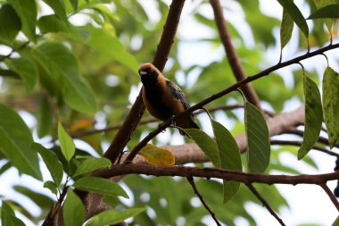 Stilpnia cayana türünün yanık tenli Tanager 'ı