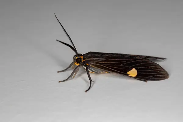 Genus Aclytia Tiger Moth — 스톡 사진