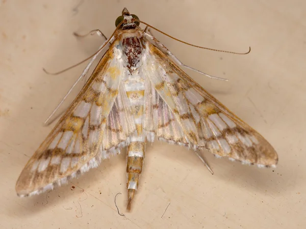 Moth Montażowy Gatunku Samea Ecclesialis — Zdjęcie stockowe