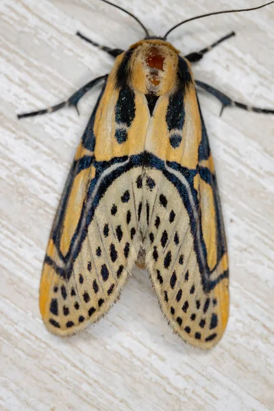 Moth Hieroglificzny Gatunku Diphthera Festiva — Zdjęcie stockowe