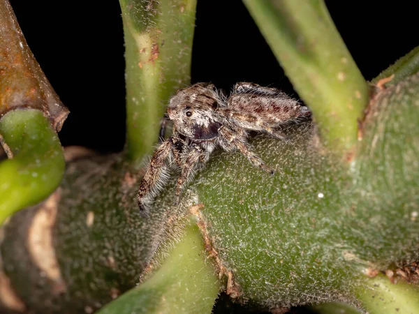 Αρσενικό Άλμα Αράχνη Του Genus Metaphidippus — Φωτογραφία Αρχείου