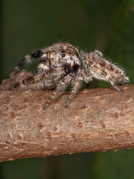 Araña Saltadora Masculina Del Género Metaphidippus —  Fotos de Stock