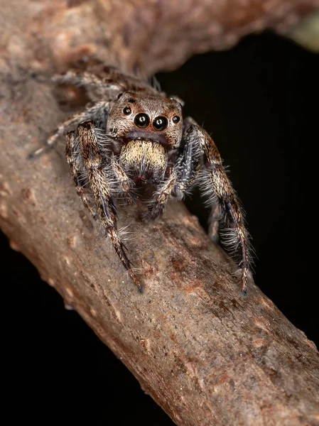 Αρσενικό Άλμα Αράχνη Του Genus Metaphidippus — Φωτογραφία Αρχείου